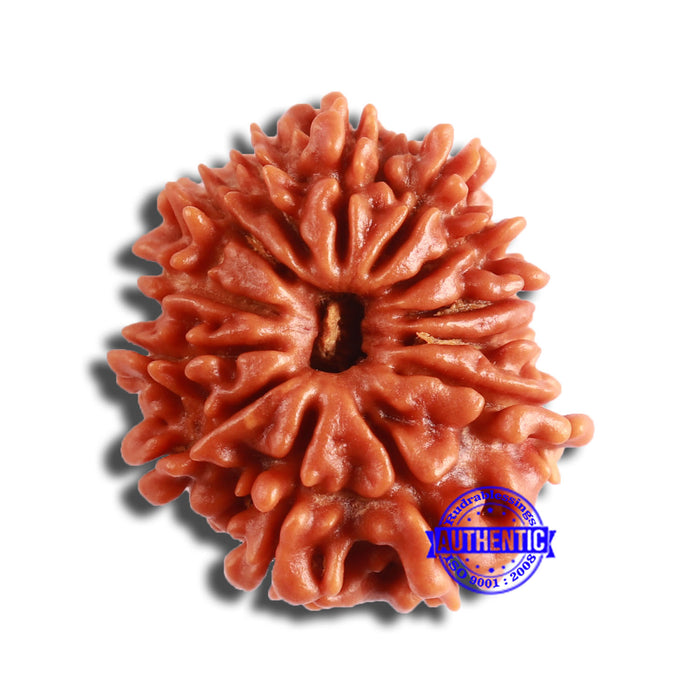13 Mukhi Nepalese Rudraksha - Bead No. 354