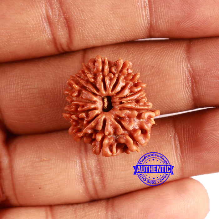 13 Mukhi Nepalese Rudraksha - Bead No. 354