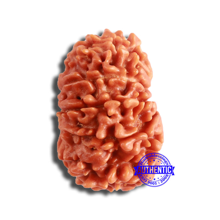 13 Mukhi Nepalese Rudraksha - Bead No. 354