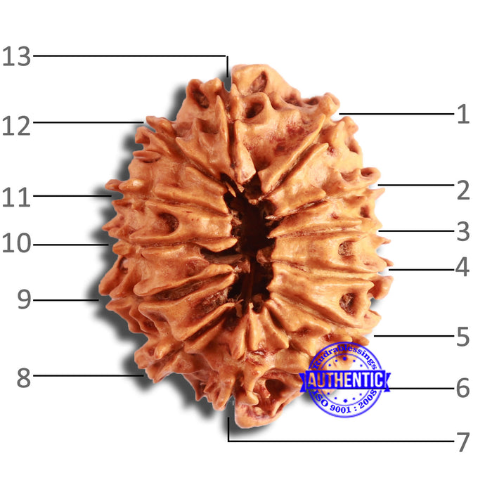 13 Mukhi Nepalese Rudraksha - Bead No. 355