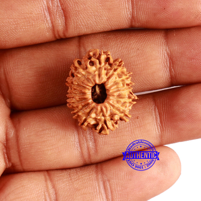 13 Mukhi Nepalese Rudraksha - Bead No. 355