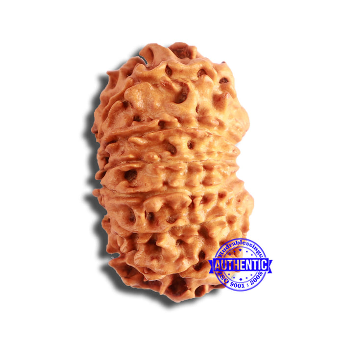 13 Mukhi Nepalese Rudraksha - Bead No. 355