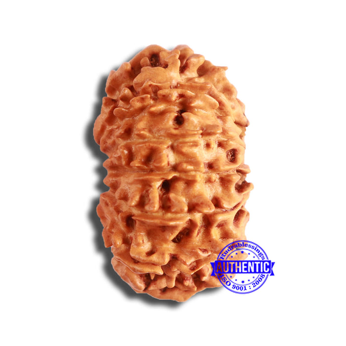 13 Mukhi Nepalese Rudraksha - Bead No. 355