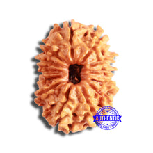Load image into Gallery viewer, 13 Mukhi Nepalese Rudraksha - Bead No. 356
