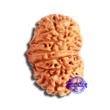 Load image into Gallery viewer, 13 Mukhi Nepalese Rudraksha - Bead No. 356
