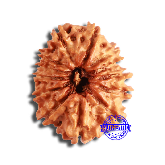 13 Mukhi Nepalese Rudraksha - Bead No. 357