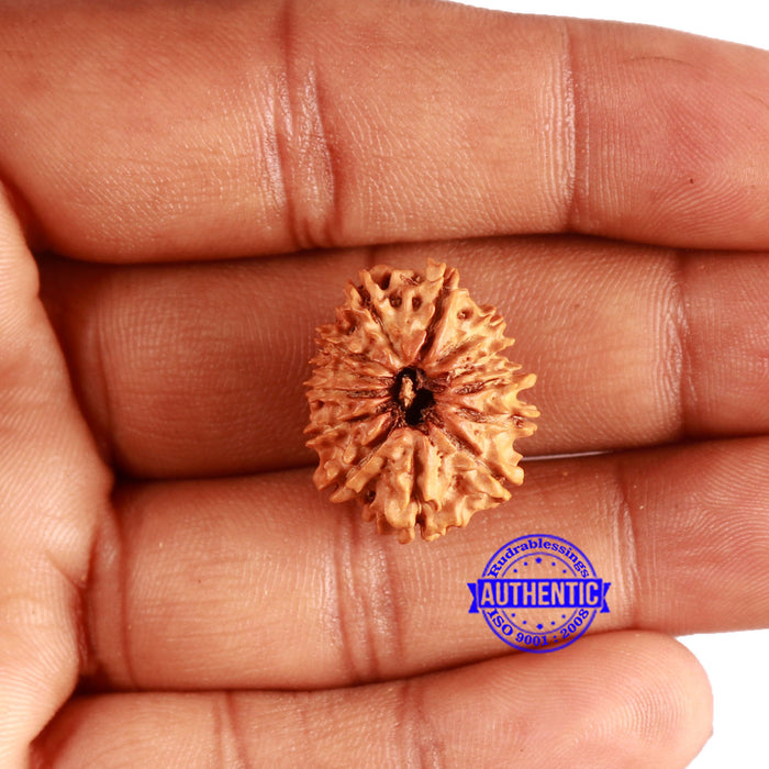 13 Mukhi Nepalese Rudraksha - Bead No. 357