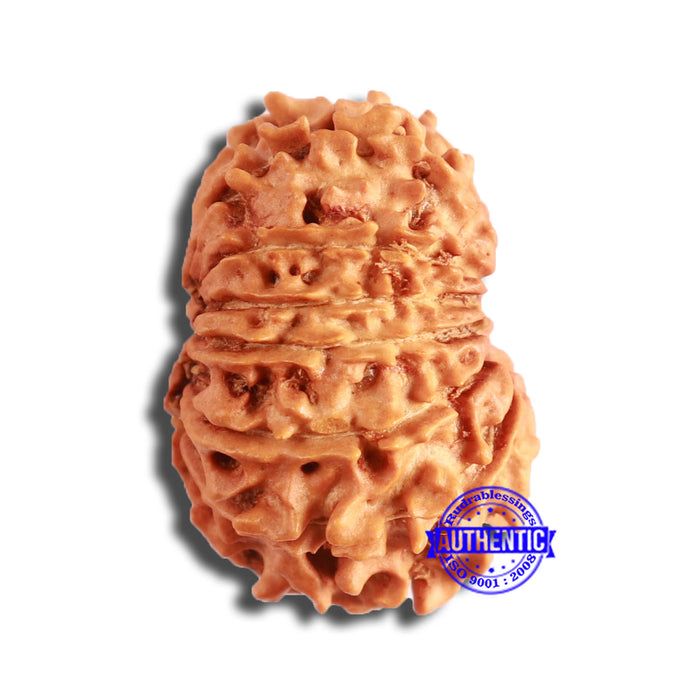 13 Mukhi Nepalese Rudraksha - Bead No. 357