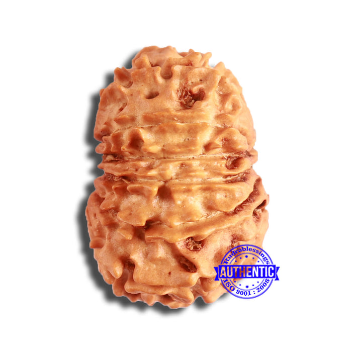 13 Mukhi Nepalese Rudraksha - Bead No. 357