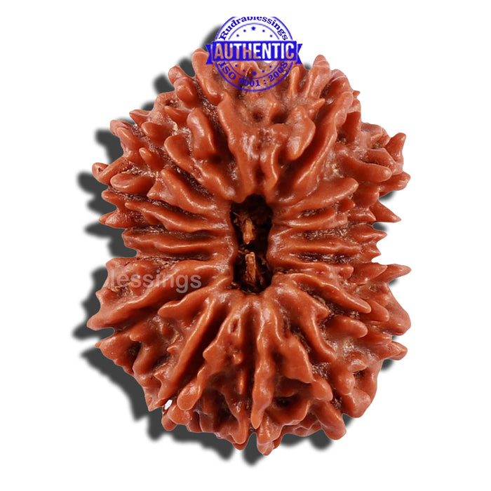 14 Mukhi Nepalese Rudraksha - Bead No. 220