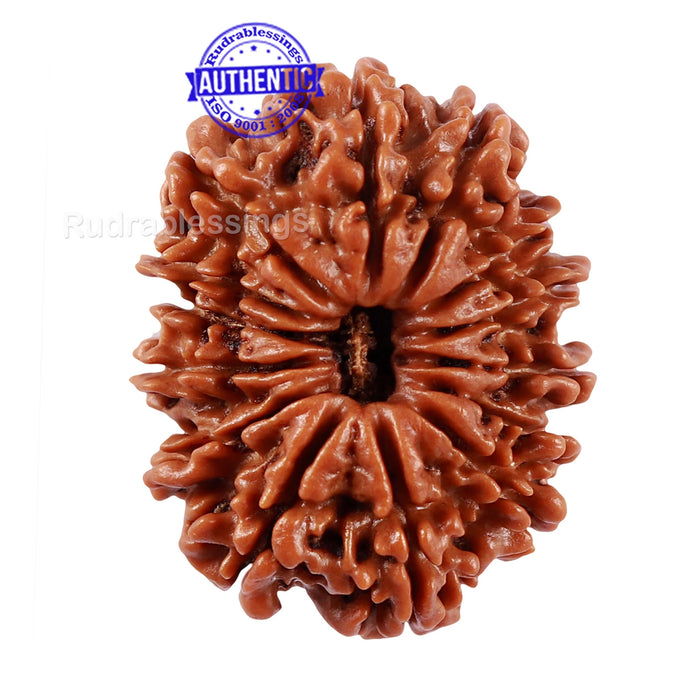 14 Mukhi Nepalese Rudraksha - Bead No. 230