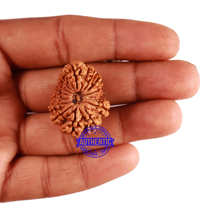 14 Mukhi Nepalese Rudraksha - Bead No. 232