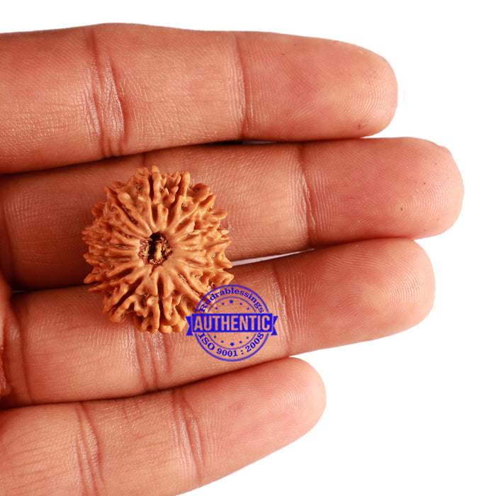 14 Mukhi Nepalese Rudraksha - Bead No. 234
