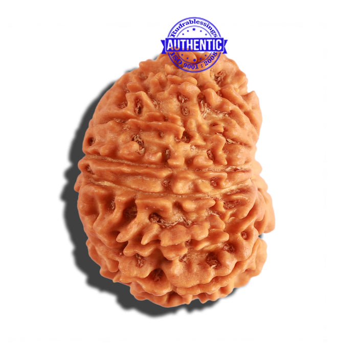 14 Mukhi Nepalese Rudraksha - Bead No. 234