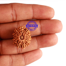 Load image into Gallery viewer, 14 Mukhi Nepalese Rudraksha - Bead No. 235

