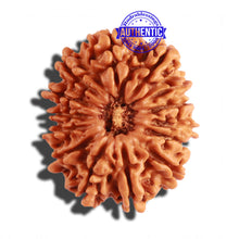 Load image into Gallery viewer, 14 Mukhi Nepalese Rudraksha - Bead No. 235
