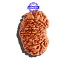 Load image into Gallery viewer, 14 Mukhi Nepalese Rudraksha - Bead No. 235
