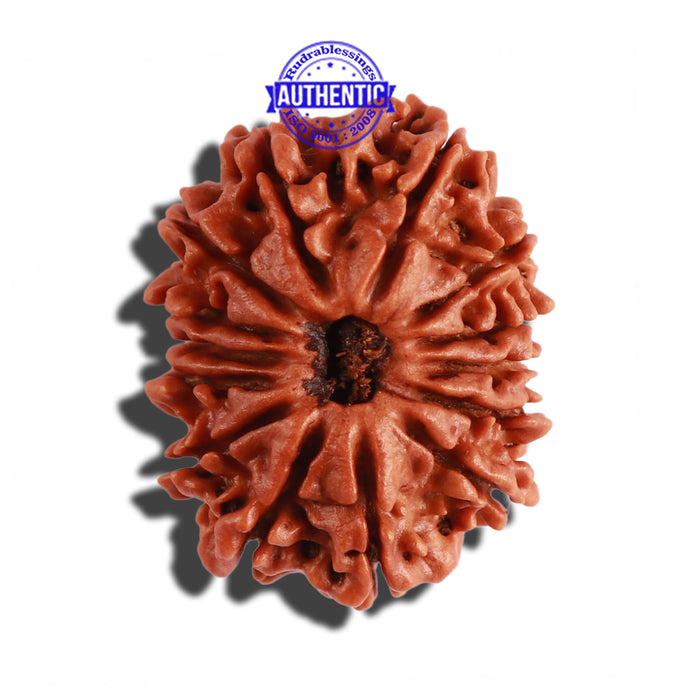 14 Mukhi Nepalese Rudraksha - Bead No. 237