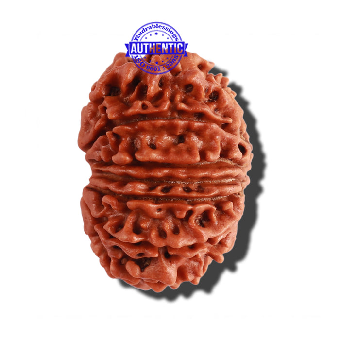 14 Mukhi Nepalese Rudraksha - Bead No. 237