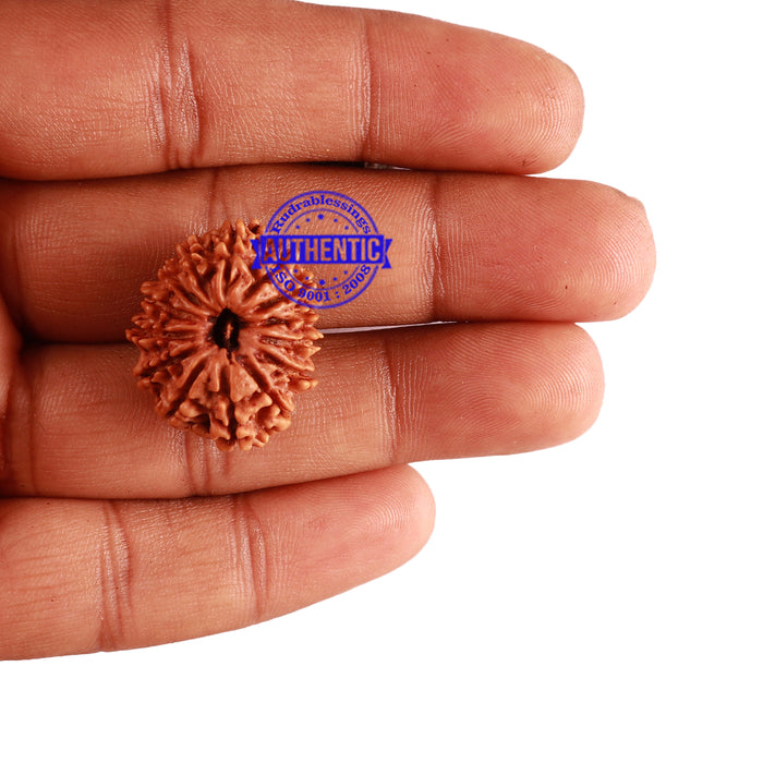 14 Mukhi Nepalese Rudraksha - Bead No. 238