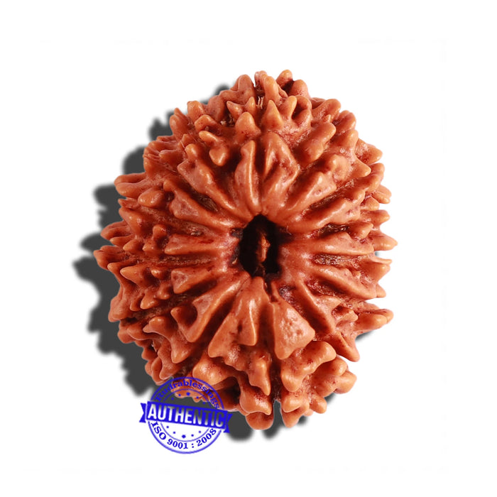 14 Mukhi Nepalese Rudraksha - Bead No. 238