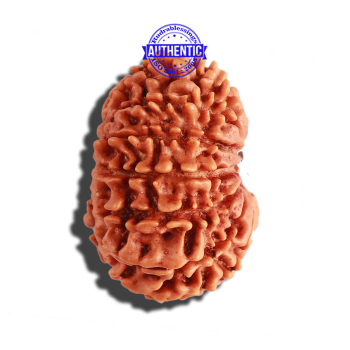 14 Mukhi Nepalese Rudraksha - Bead No. 238