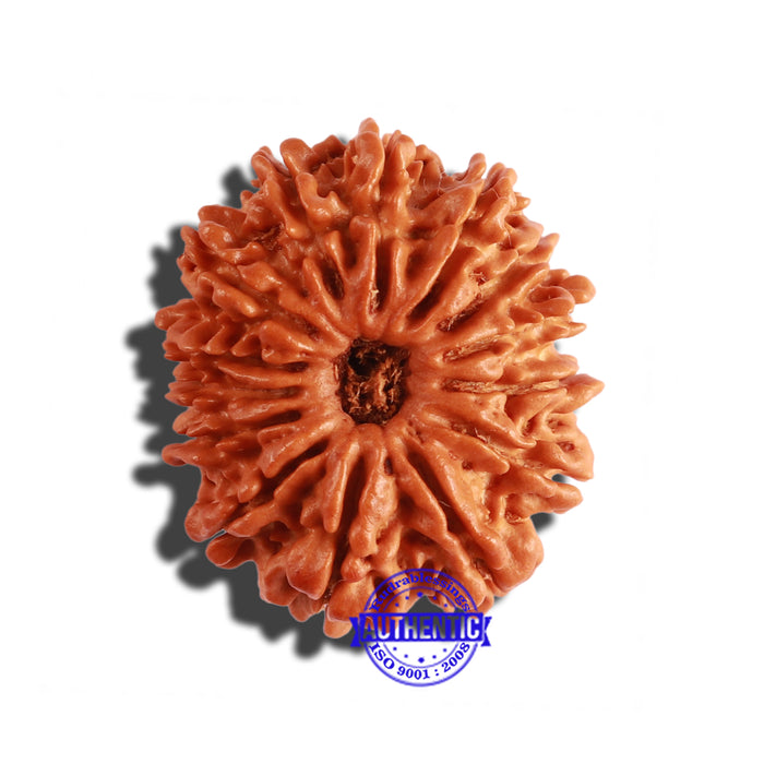 14 Mukhi Nepalese Rudraksha - Bead No. 239