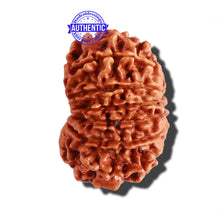 Load image into Gallery viewer, 14 Mukhi Nepalese Rudraksha - Bead No. 240
