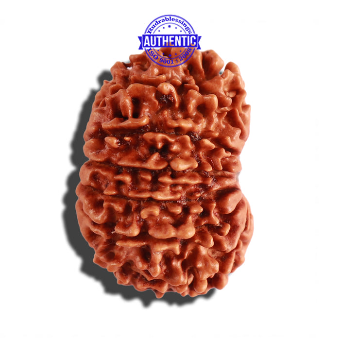 14 Mukhi Nepalese Rudraksha - Bead No. 240
