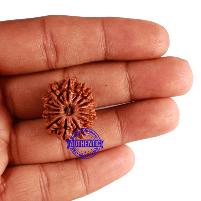 14 Mukhi Nepalese Rudraksha - Bead No. 241