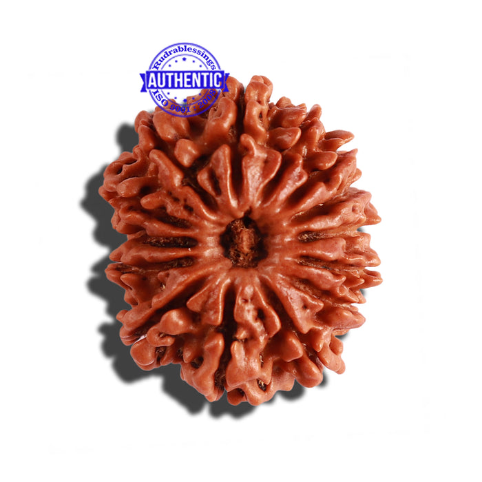 14 Mukhi Nepalese Rudraksha - Bead No. 241