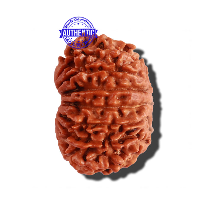 14 Mukhi Nepalese Rudraksha - Bead No. 241