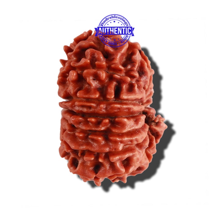 14 Mukhi Nepalese Rudraksha - Bead No. 242