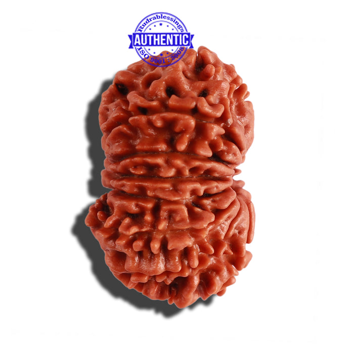 14 Mukhi Nepalese Rudraksha - Bead No. 242