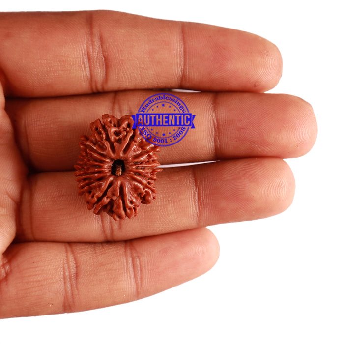 14 Mukhi Nepalese Rudraksha - Bead No. 243