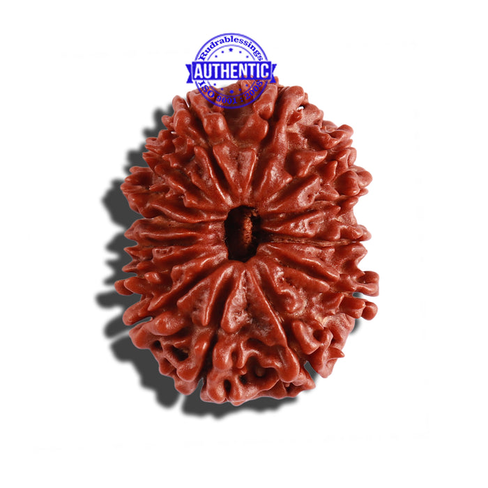 14 Mukhi Nepalese Rudraksha - Bead No. 244