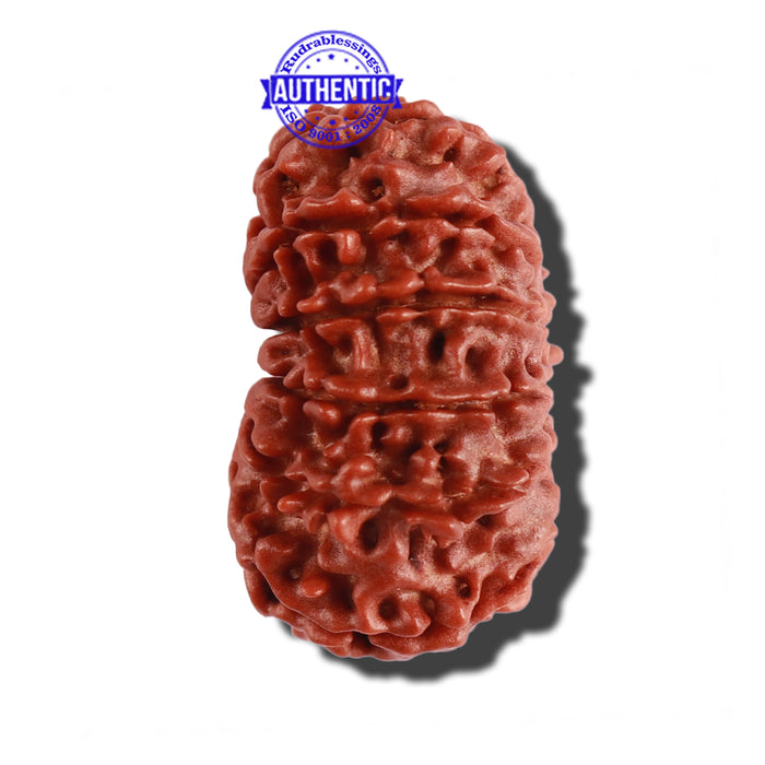 14 Mukhi Nepalese Rudraksha - Bead No. 244