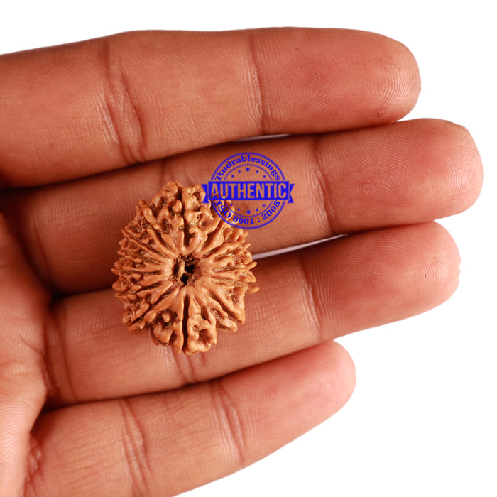 14 Mukhi Nepalese Rudraksha - Bead No. 245