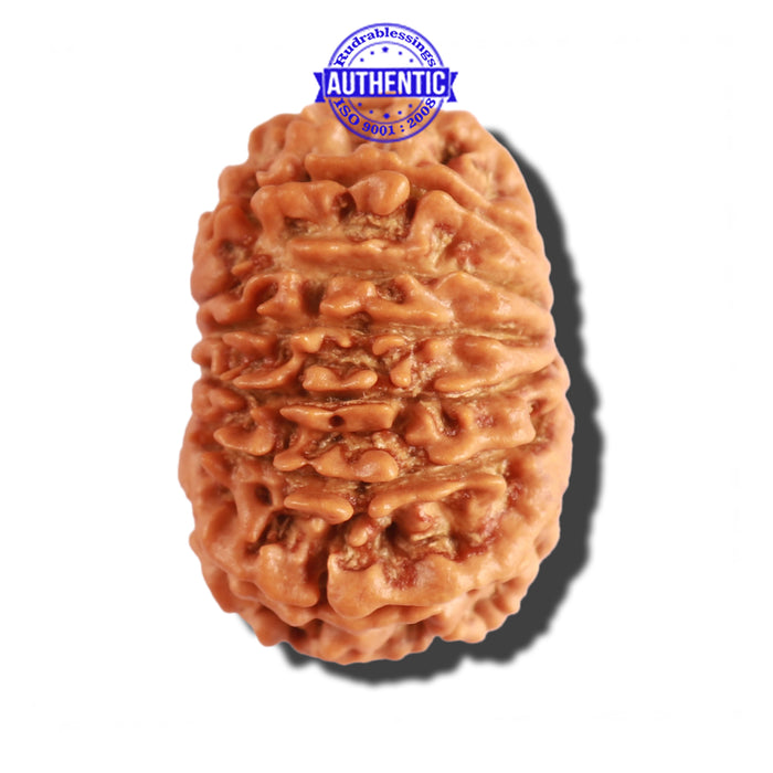 14 Mukhi Nepalese Rudraksha - Bead No. 245