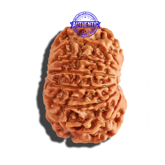 14 Mukhi Nepalese Rudraksha - Bead No. 245