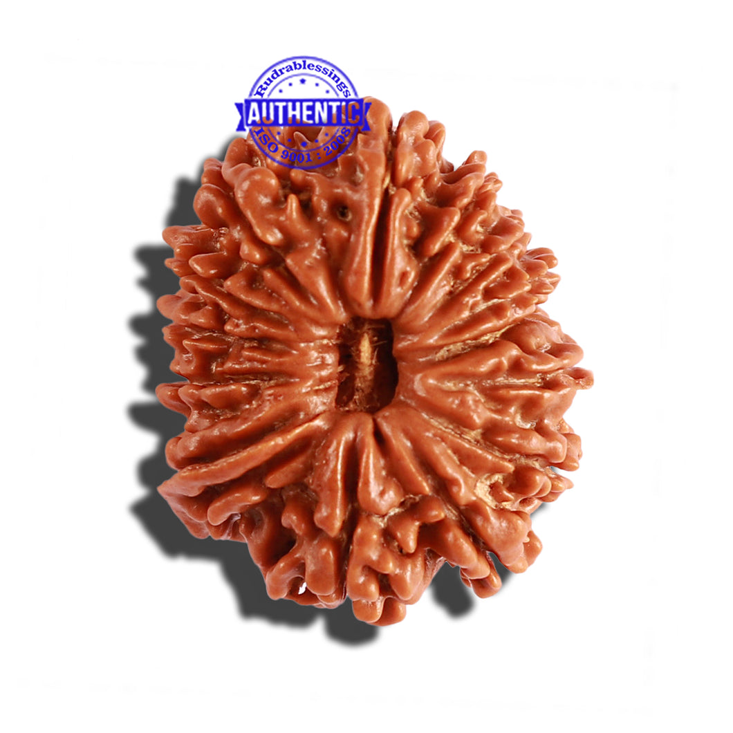 14 Mukhi Nepalese Ganesha Rudraksha - Bead No. 247