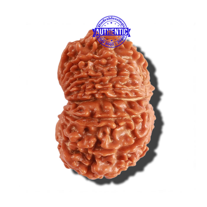 14 Mukhi Nepalese Ganesha Rudraksha - Bead No. 247