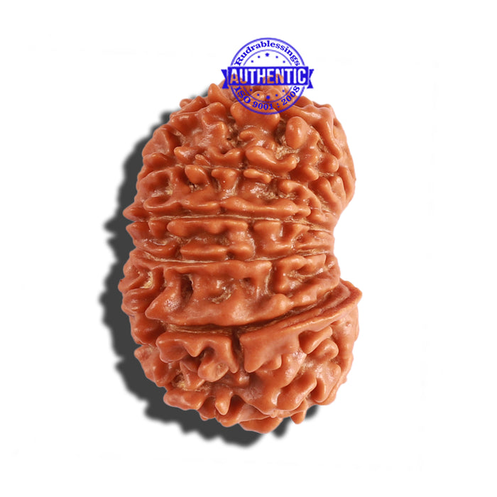 14 Mukhi Nepalese Ganesha Rudraksha - Bead No. 247