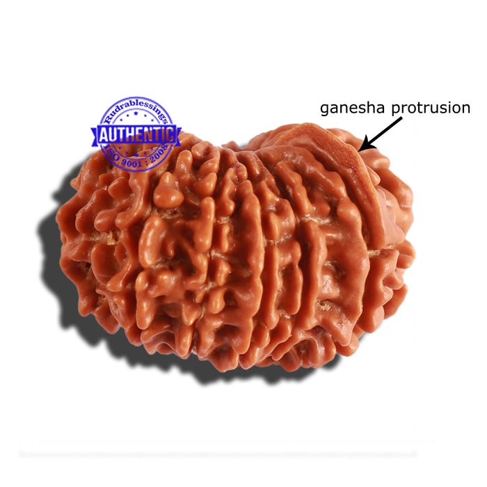 14 Mukhi Nepalese Ganesha Rudraksha - Bead No. 247