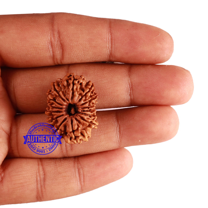 14 Mukhi Nepalese Rudraksha - Bead No. 248