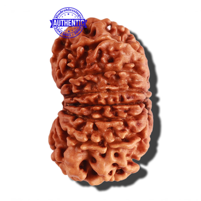 14 Mukhi Nepalese Rudraksha - Bead No. 248