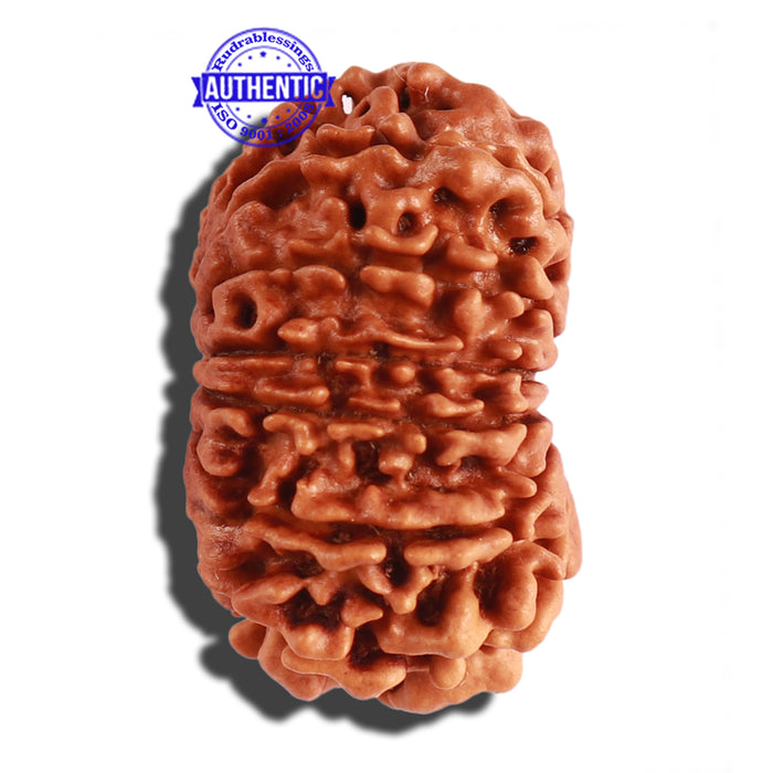 14 Mukhi Nepalese Rudraksha - Bead No. 248