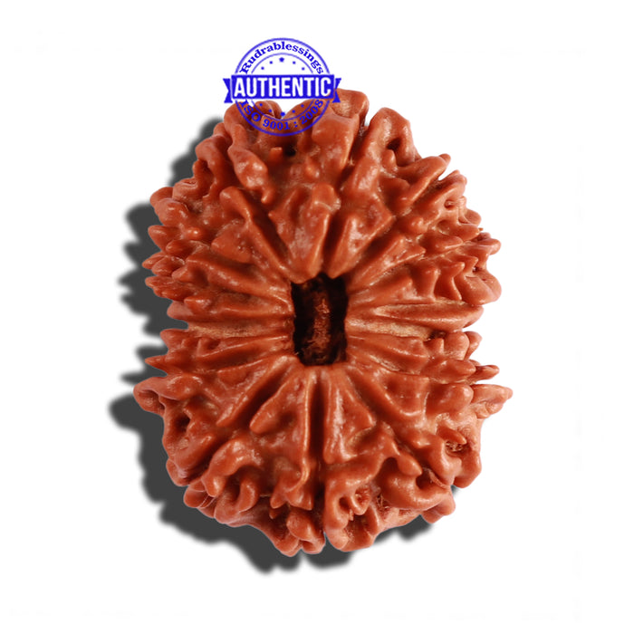 14 Mukhi Nepalese Rudraksha - Bead No. 249