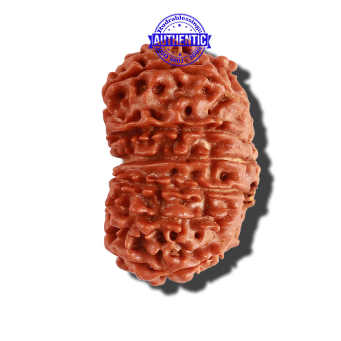 14 Mukhi Nepalese Rudraksha - Bead No. 249