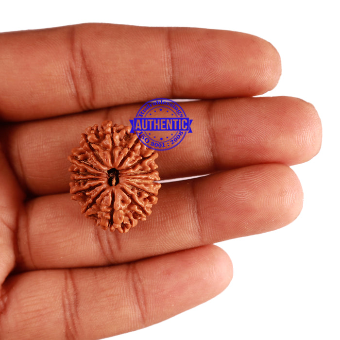 14 Mukhi Nepalese Rudraksha - Bead No. 251